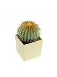 Echinocactus 12cm