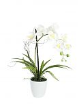 Orchidea incl. vaso