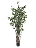 Ficus Benjamini Deluxe 210cm