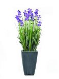 Lavanda, viola, nel vaso decorativo, 45cm