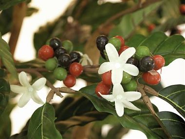 Pianta del caffè finta con frutti 150cm