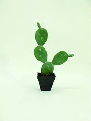 Cactus nel vaso di cemento 35cm