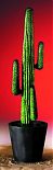Cactus messicano verde con vaso di cemento 170cm
