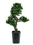 Bonsai Podocarpus, 80cm