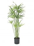 Cyperus, 76 cm