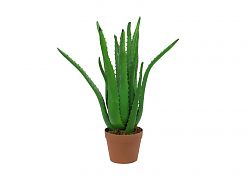 Aloe-Vera, 63cm