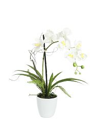Orchidea incl. vaso