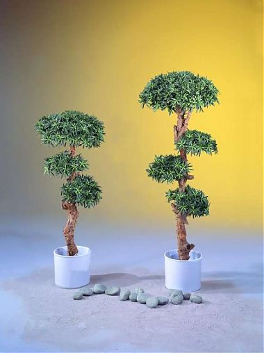 Palma Bonsai con 6960 foglie 180cm