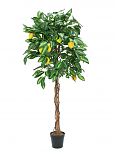 Albero di limone, 150cm