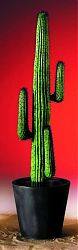 Cactus messicano verde con vaso di cemento 170cm