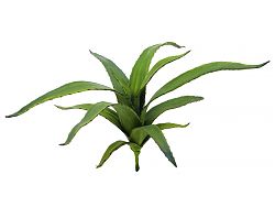 Aloe, verde, 66cm