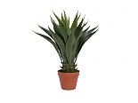 Cespuglio Yucca 50cm