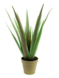 Aloe-Vera 18 foglie 60cm