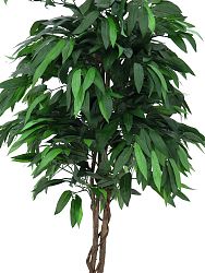 Mango - albero della giungla 180cm