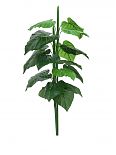 Pianta Caladium 90cm