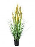 erba fiorita, 120 cm