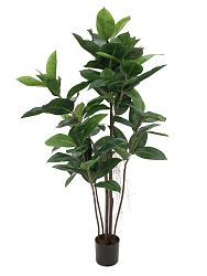 Albero della gomma 120cm