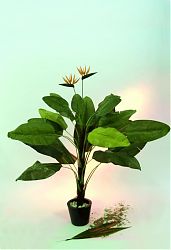 Tralizia - pianta filosofale 2 fiori 22 foglie 230cm