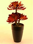 Sukkulente "Aeonium" rosso 3 fiori 28cm