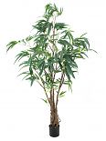 Ficus Longifolia, 180cm
