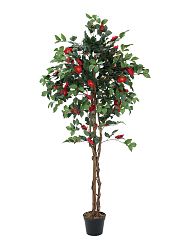 Albero camelia, rosso, 180cm