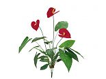 Anthurium 3 fiori 51 foglie 71cm