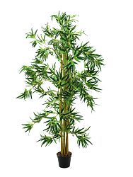 albero bambù con diversi tronchi 150cm