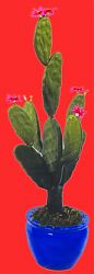 Cactus con fiore 77cm