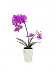 Orchidea incl. vaso
