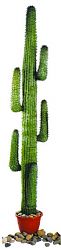Cactus messicano verde con vaso di cemento 230cm