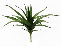 Aloe, verde, 50cm