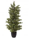 Ficus - Silverleaf 120cm