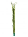 "Reed gras" verde chiaro 127cm senza giunchi