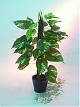 Pothos con tronco 150cm