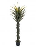 Palma Yucca 165cm