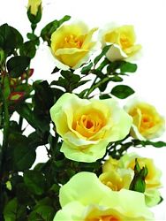 Cespuglio di rose gialle nel vaso 140cm
