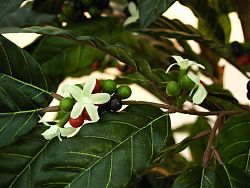 Pianta del caffè artificiale con frutti 210cm