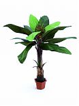 King paradise 15 foglie con vaso di cemento 180cm