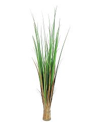erba legata, 150cm